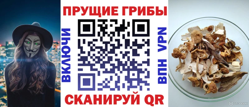 Псилоцибиновые грибы Cubensis Бахчисарай